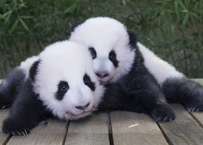 Jumelles Panda Zoo Beauval