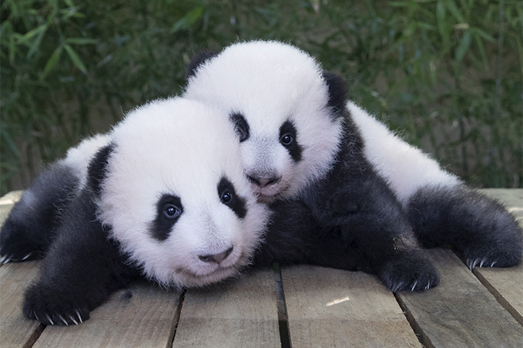 Jumelles Panda Zoo Beauval