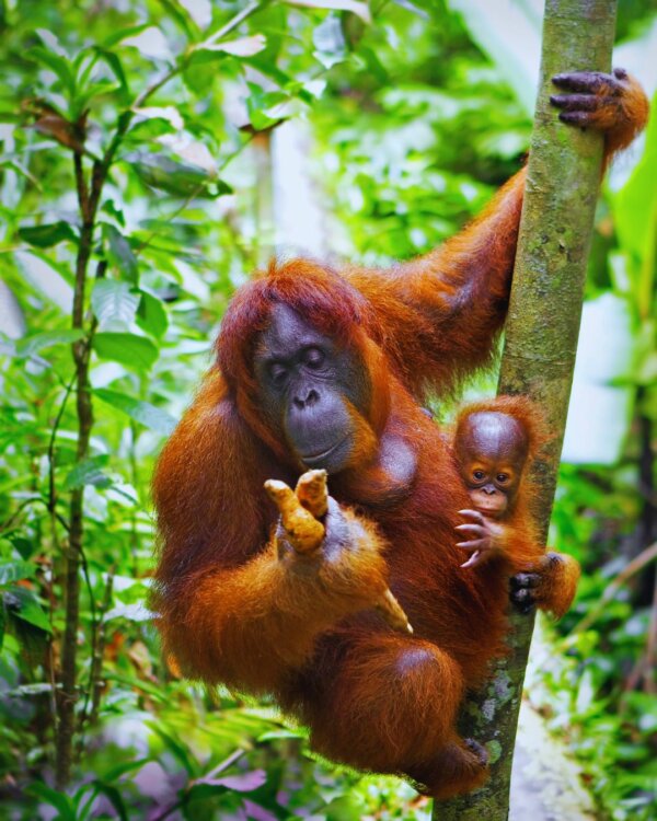 borneo voyage halal à bornéo en malaisie